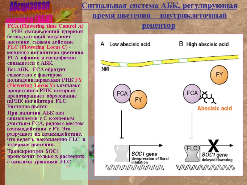 Абсцизовая кислота (АБК) Сигнальная система АБК, регулирующая время цветения – внутриклеточный рецептор. FCA (Flowering